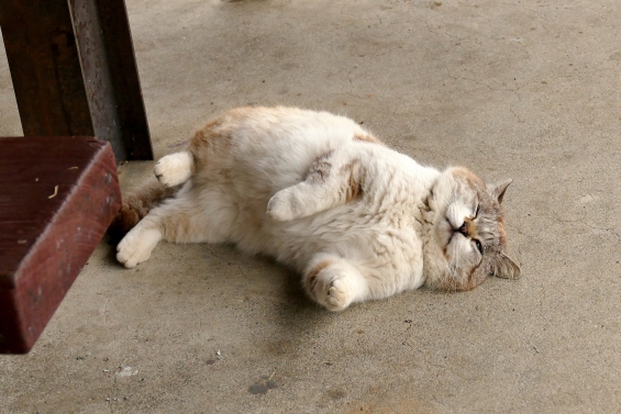 Cat pictures｜ボス猫「そら」