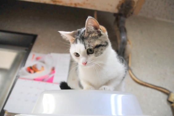 Cat pictures｜たまちゃん