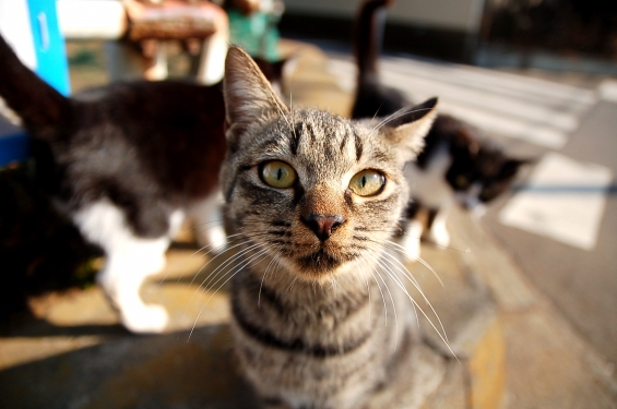 Cat pictures｜はい？