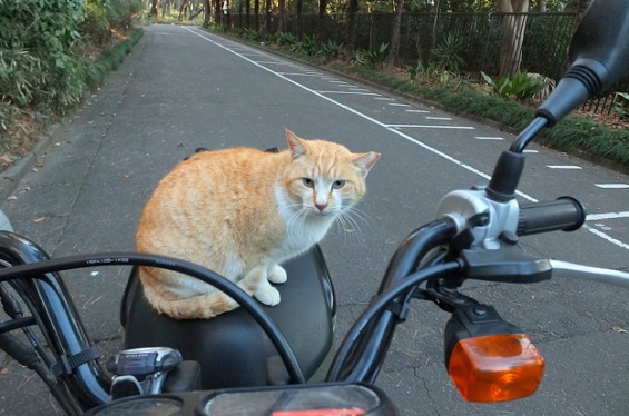 Cat pictures｜おはよう！