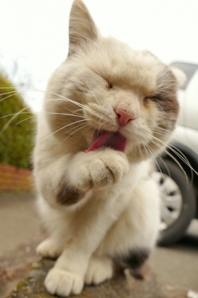 Cat pictures｜ご機嫌。