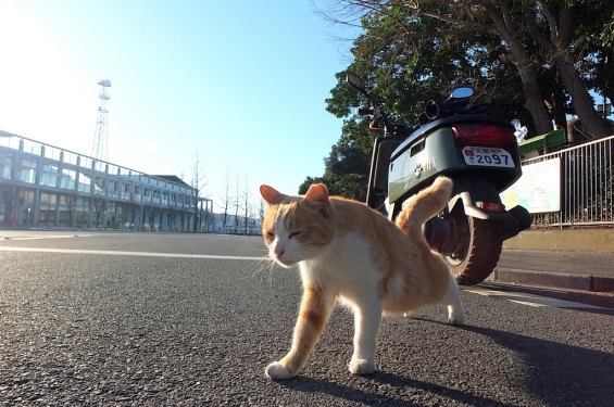 Cat pictures｜ん～～～っ。