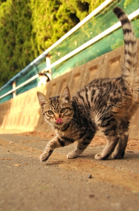 Cat pictures｜ぺろっ。