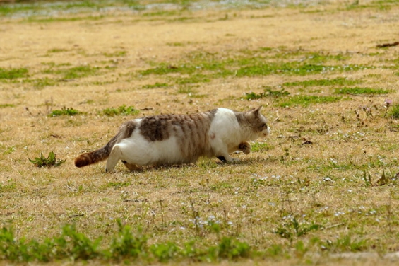 Cat pictures｜匍匐前進