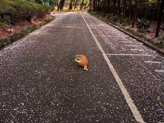 Cat pictures｜さくらねこ
