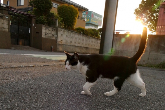 Cat pictures｜しっぽビーム！