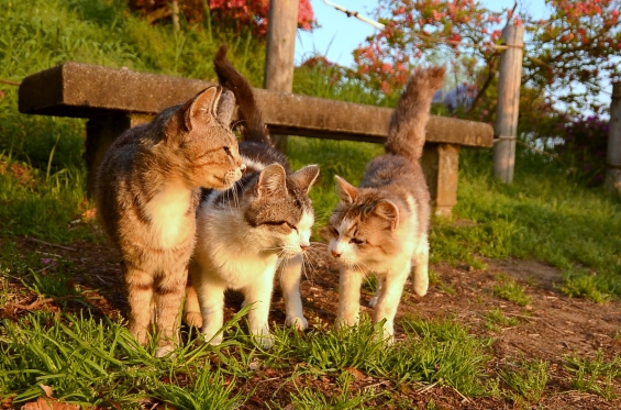 Cat pictures｜相談中