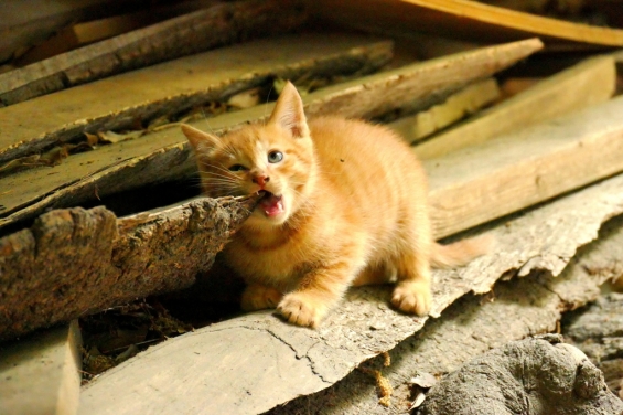 Cat pictures｜硬いにゃ・・・・・