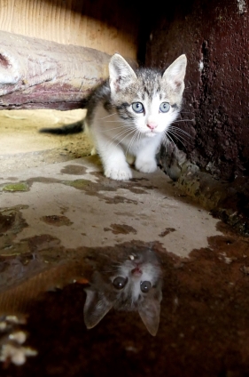Cat pictures｜子猫