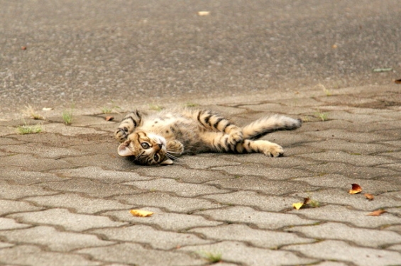 Cat pictures｜ごろんごろん中。