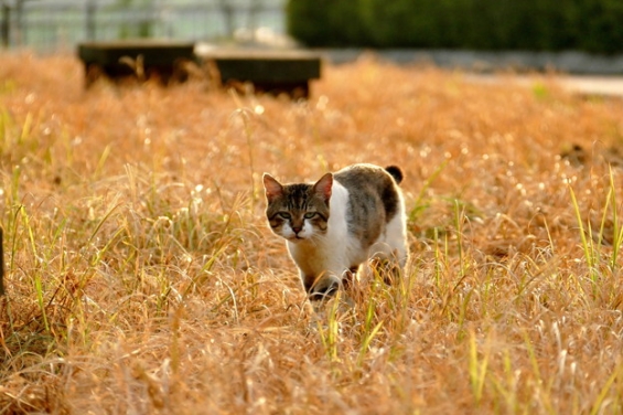 Cat pictures｜草原の中を。