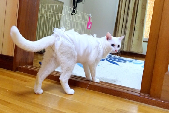 Cat pictures｜きょうのみゅー