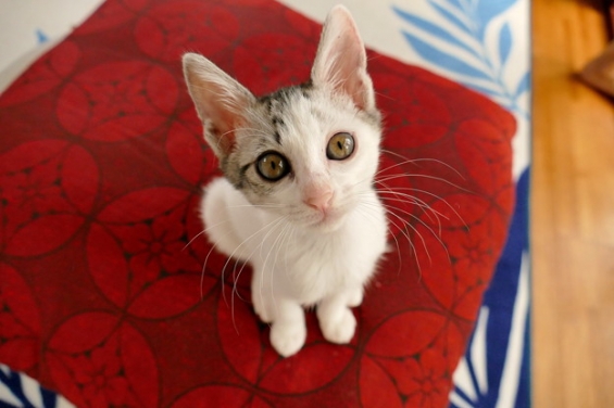 Cat pictures｜小梅
