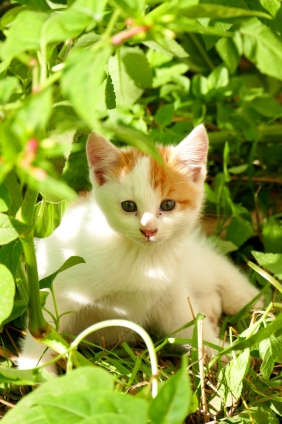Cat pictures｜子猫
