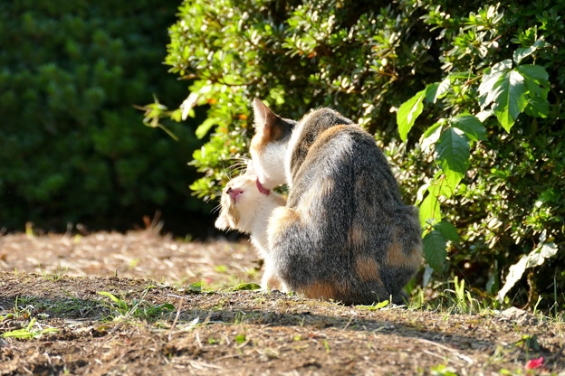 Cat pictures｜くすぐったいにゃ～