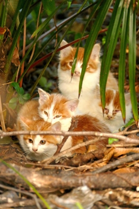 Cat pictures｜子猫たち