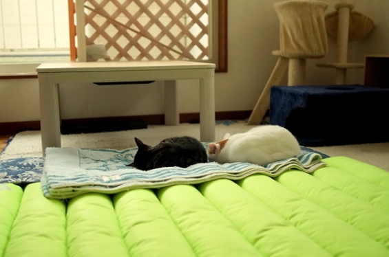 Cat pictures｜ある日の午後