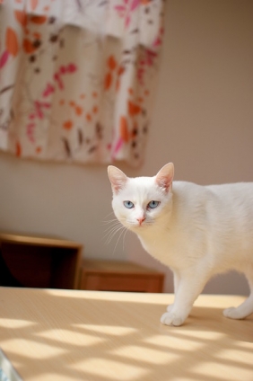 Cat pictures｜きょうのみゅー