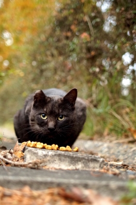 Cat pictures｜公園にゃんこ