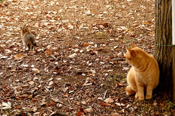 Cat pictures｜大きくなれよ・・・・・