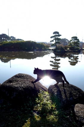 Cat pictures｜日の出