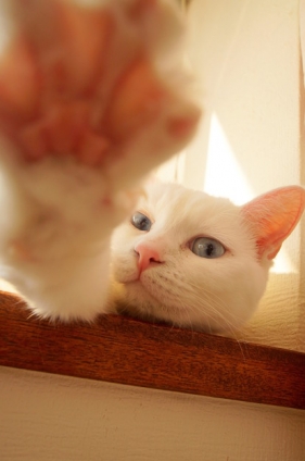 Cat pictures｜きょうのみゅー