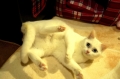 今日のみゅー