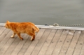 足跡