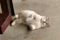 ボス猫「そら」