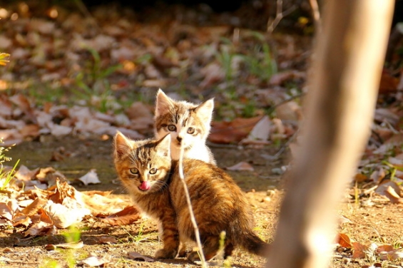 Cat pictures｜おちびたち