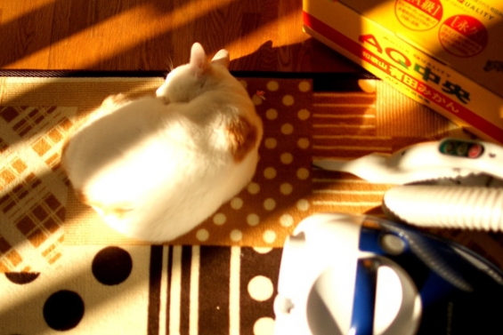 Cat pictures｜年末