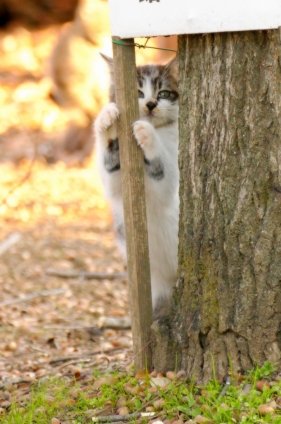 Cat pictures｜きゅん・・・・・