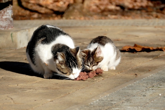 Cat pictures｜でも、親子じゃない。