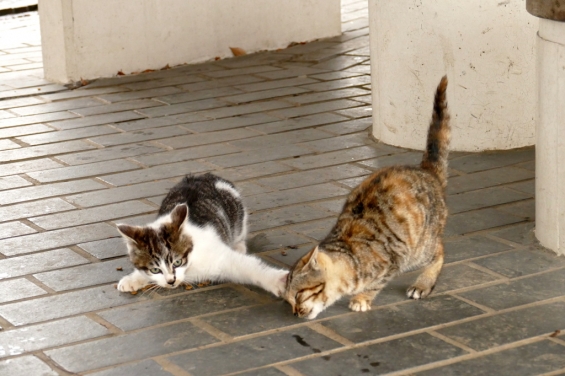 Cat pictures｜おれのだぞ！