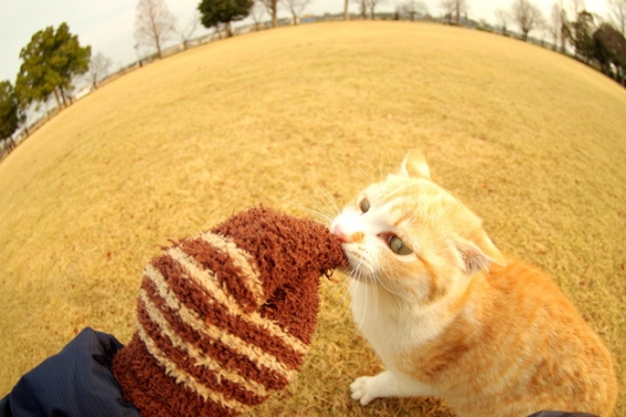 Cat pictures｜がぶっ。