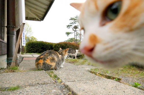 Cat pictures｜母ちゃんに怒られた（笑 