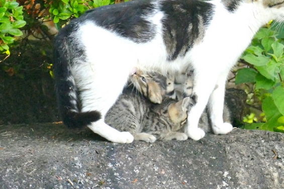 Cat pictures｜ぎゅうぎゅう
