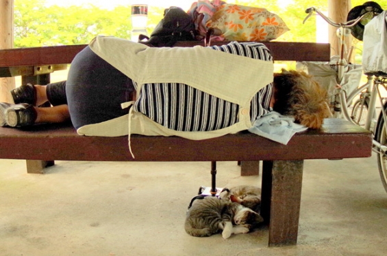 Cat pictures｜おばちゃんとお昼寝