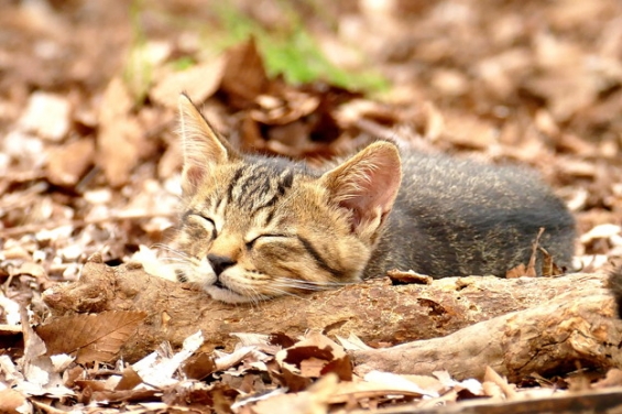 Cat pictures｜すやすや・・・・・