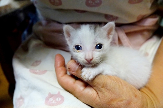 Cat pictures｜おちび