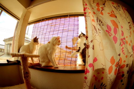Cat pictures｜これは「すだれ」である。