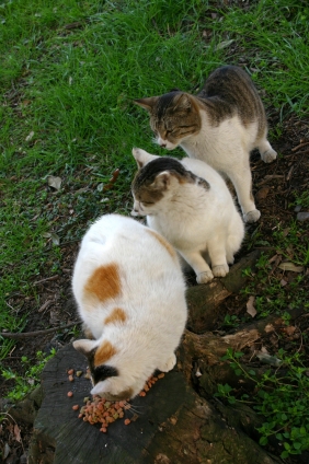 Cat pictures｜順番だよ～