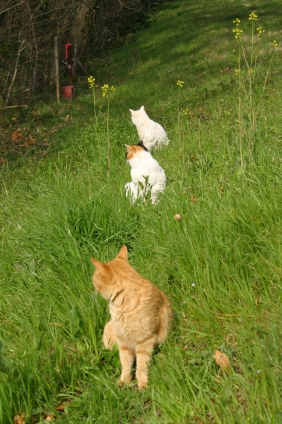 Cat pictures｜なに？なに？なに？