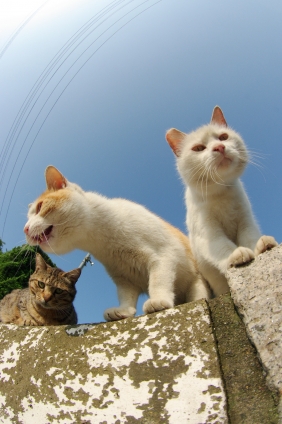 Cat pictures｜3人組