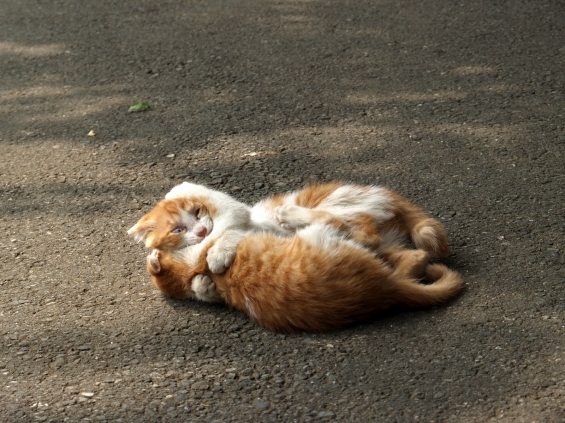 Cat pictures｜ぎゅ～～～っ。