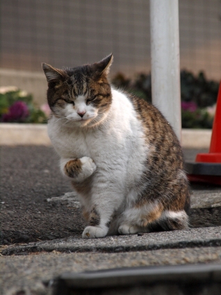 Cat pictures｜俺に任せろ！