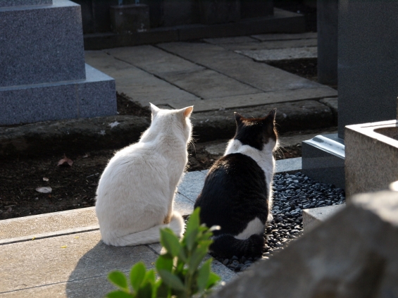 Cat pictures｜2/22　　猫の日