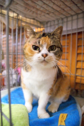 Cat pictures｜里親募集にゃ！