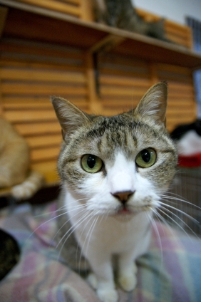 Cat pictures｜里親募集にゃ！