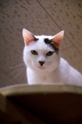 Cat pictures｜里親募集にゃ！
